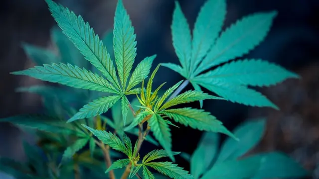 Ganja
