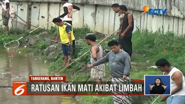 Ratusan ikan di kali Cisadane, Tangerang, mabuk dan mati akibat pencemaran dari limbah, warga berbondong-bondang tangkap ikan-ikan tersebut.