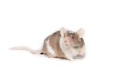 Ilustrasi mimpi tikus/Copyright unsplash.com/Kanashi