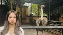 Melihat banyak hewan yang langka dilihat dalam kehidupan sehari-hari, Angie pun banyak mengabadikan momen tak terlupakan tersebut. Dalam media sosial Instagramnya, saat ia berpose bersama burung unta ini pun banyak menuai tanggapan netizen, dengan posenya yang kocak. (Liputan6.com/IG/@angiemstwn)