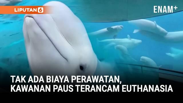Marineland di Kanada meminta bantuan darurat pemerintah untuk memberi makan paus-pausnya, setelah izin ekspor ke China ditolak. Taman ini memperingatkan bahwa tanpa dana, mereka mungkin terpaksa melakukan euthanasia terhadap mamalia laut tersebut.