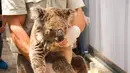 Anggota staf memindahkan koala yang diselamatkan di Kebun Binatang Taronga di Sydney (17/12/2019). Puluhan koala berhasil diselamatkan dari jalur kebakaran hutan hebat di dekat Sydney, Australia. Para penyelamat menyebut ahabitat mereka sebagian besar sudah habis dilalap api. (AFP/Taronga Zoo)