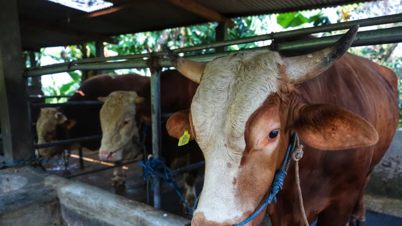sapi presiden