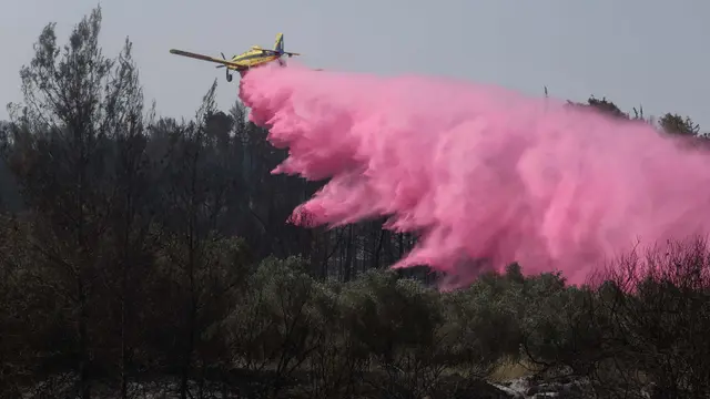 Petugas Pemadam Israel Berjibaku Padamkan Kebakaran Hutan di Yerusalem