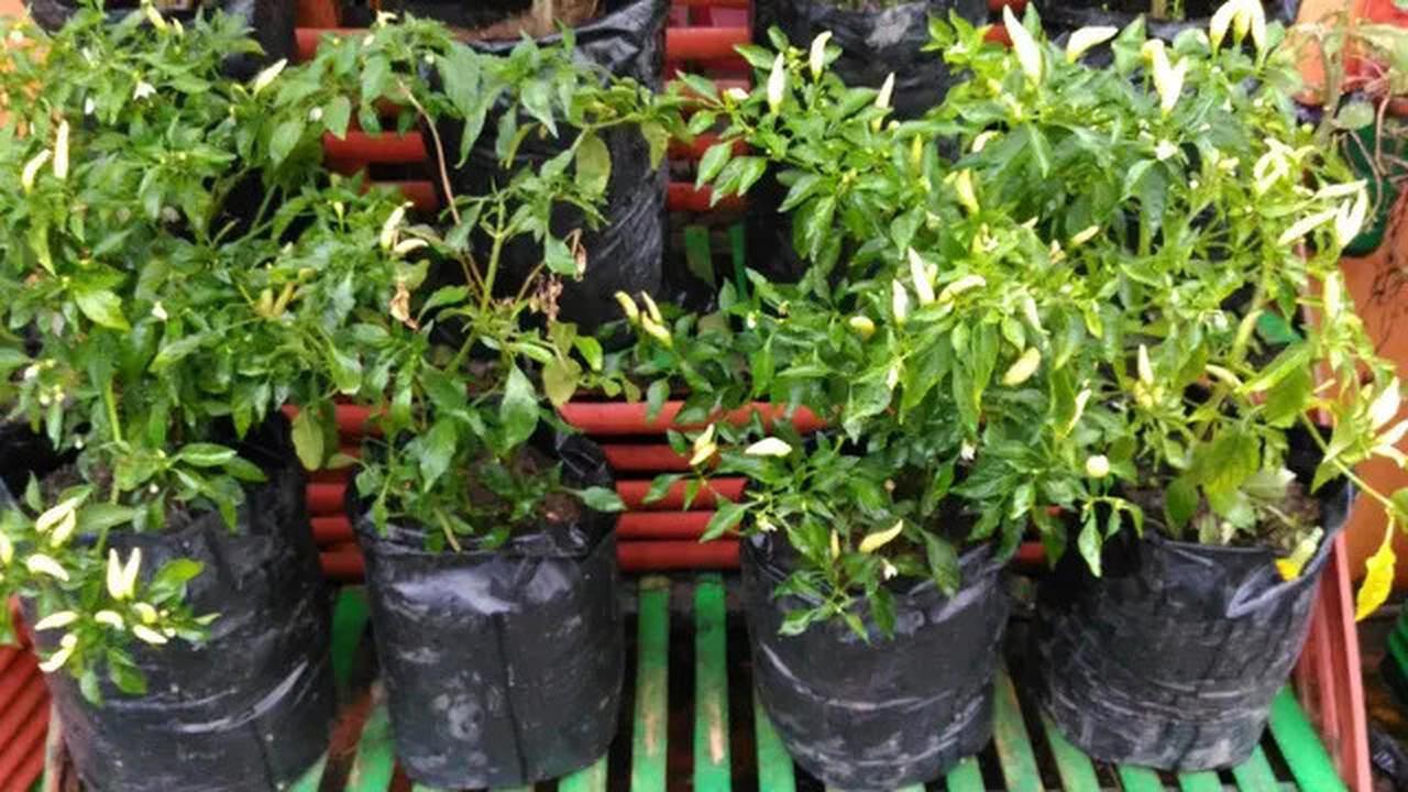 10 Sayur Tropis Cantik yang Bisa Jadi Tanaman Hias, Solusi Segar dan Estetik di Rumah