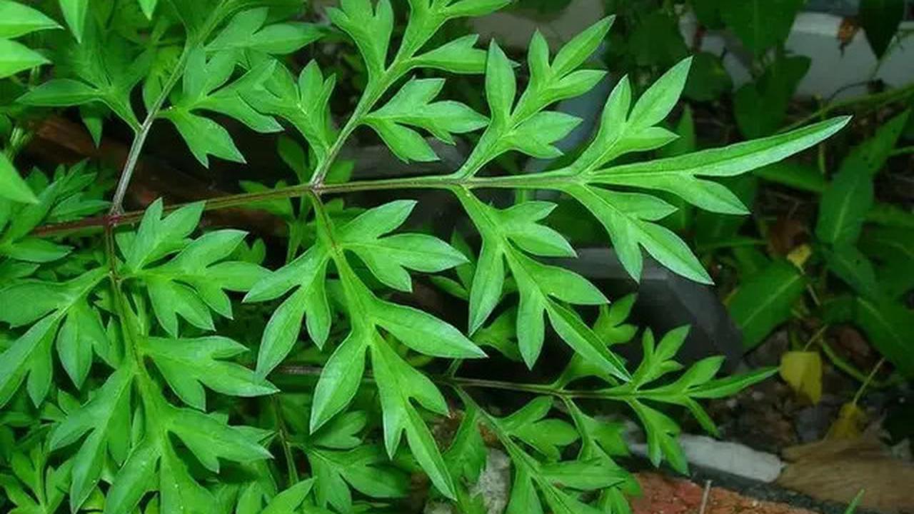 5 Rebusan Daun Ampuh untuk Turunkan Gula Darah