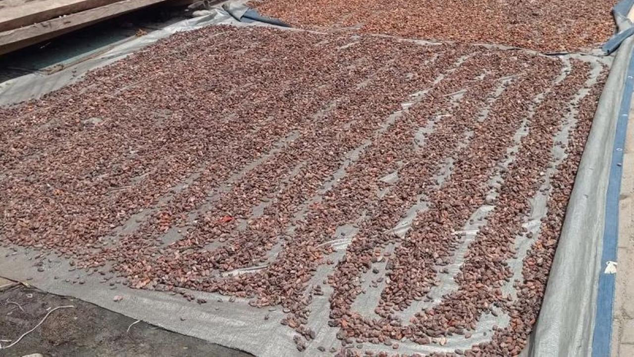 Harga Biji Coklat Lebak Meroket, Petani Kembali Gembira Jual Hasil Panen
