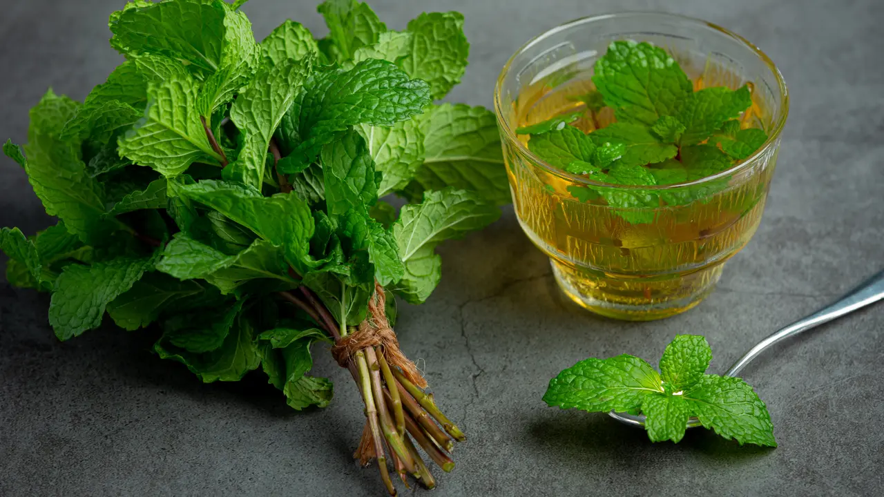 Manfaat dan efek samping peppermint