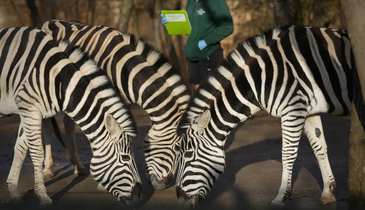 Para penjaga di Kebun Binatang ZSL London memulai tugas besar menghitung lebih dari 300 spesies yang berbeda di tempat tersebut hari Rabu (3/1), memancing beberapa binatang dengan makanan supaya mau keluar dari kandangnya. (AP Photo/Kirsty Wigglesworth)