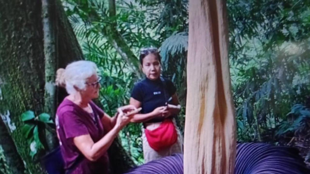 Bunga Bangkai Agam Mekar Sempurna, Pikat Wisatawan Mancanegara