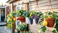 Tanaman Buah Gantung yang Cocok untuk Ibu-Ibu Hobi Berkebun, Cantik dan Mudah Dirawat