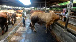 Pengecekan kesehatan hewan kurban ini untuk memastikan kelayakan dan kesehatannya sebagai hewan kurban yang akan dikonsumsi masyarakat. (merdeka.com/Arie Basuki)