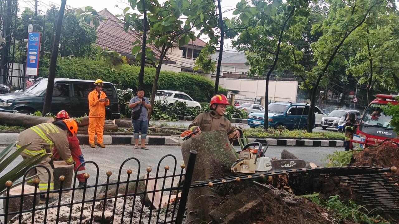 Pohon Tinggi 10 Meter Tumbang Diterpa Angin Kencang dan Hujan, Jalan Surapati Bandung Sempat Macet
