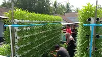 8 Desain Kebun Kangkung Vertikal yang Lagi Viral di 2026, Solusi Hijau di Lahan Terbatas