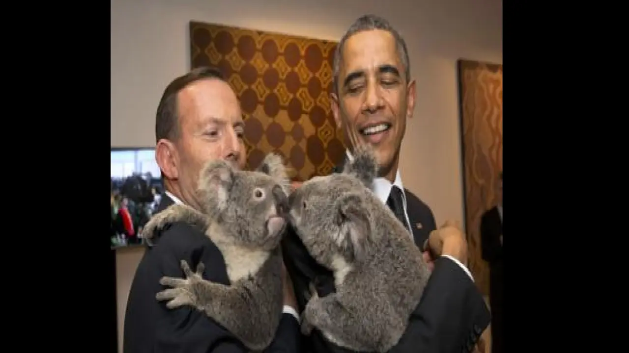 Jimbelung si koala. (Reuters)