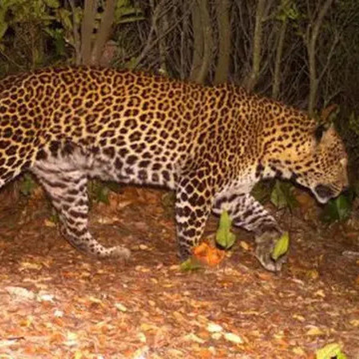 Tiga Jam Menegangkan Menangkap Macan Tutul Masuk Hotel di Bandung