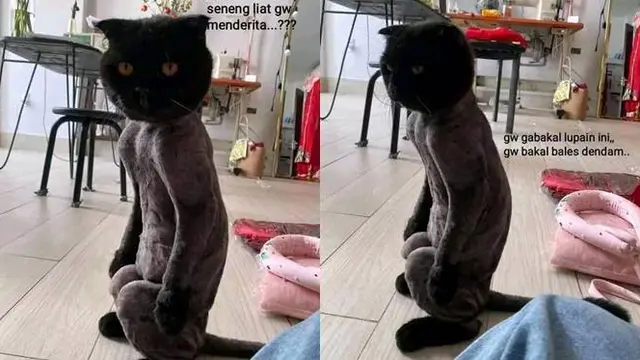 8 Potret Kucing Dicukur Bulunya, Penampilannya Bikin Kasihan