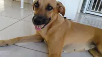 Seekor anjing yang memakai gigi palsu