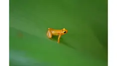Dengan racun yang dimilikinya, kodok ini mampu membunuh sepuluh orang dewasa dalam beberapa saat.
