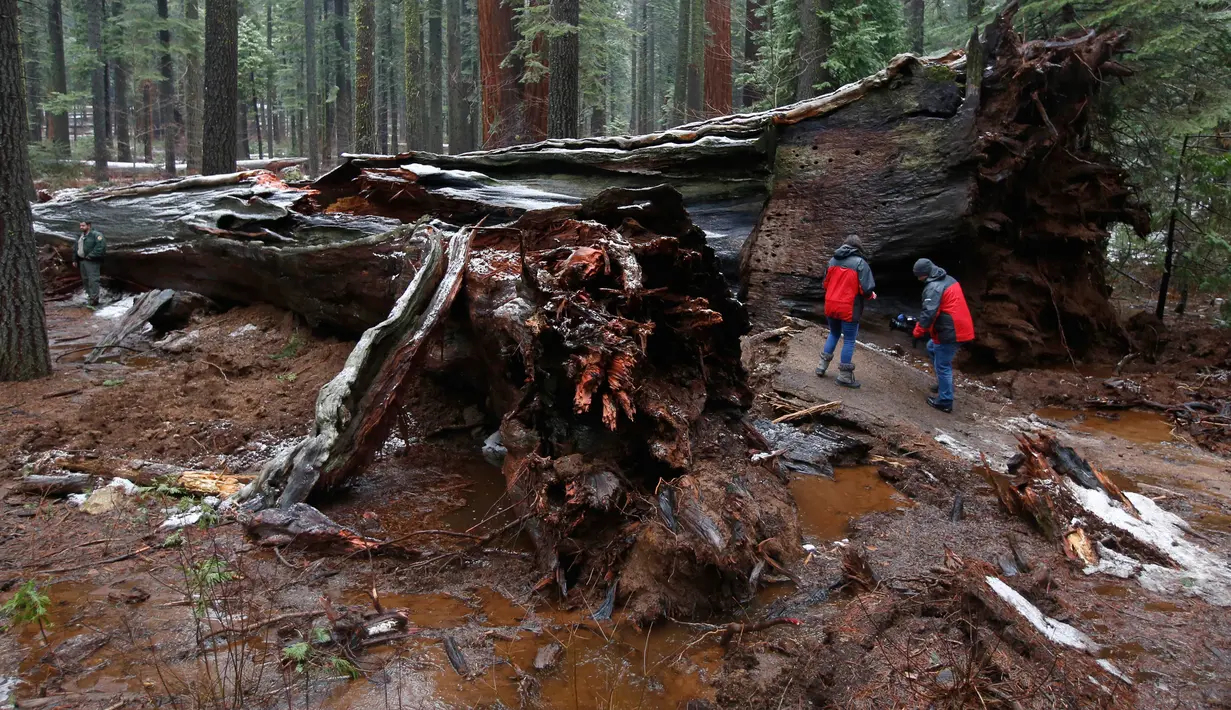 Kondisi pohon sequoia yang roboh usai dihantam badai, California, Selasa (10/1). The Pioneer Cabin Tree yang berada di berdiri di California’s Calaveras County diperkirakan telah berusia lebih dari 1.000 tahun. (AP Photo/ Rich Pedroncelli)