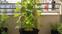 Cara Menanam Melon Mini Gantung di Pekarangan Sempit: Panen Manis di Lahan Terbatas