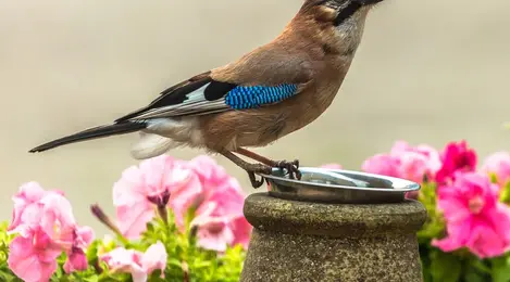9 Arti Mimpi Burung Perkutut Yang Bermakna Kebebasan Hidup - Info Fimela.com