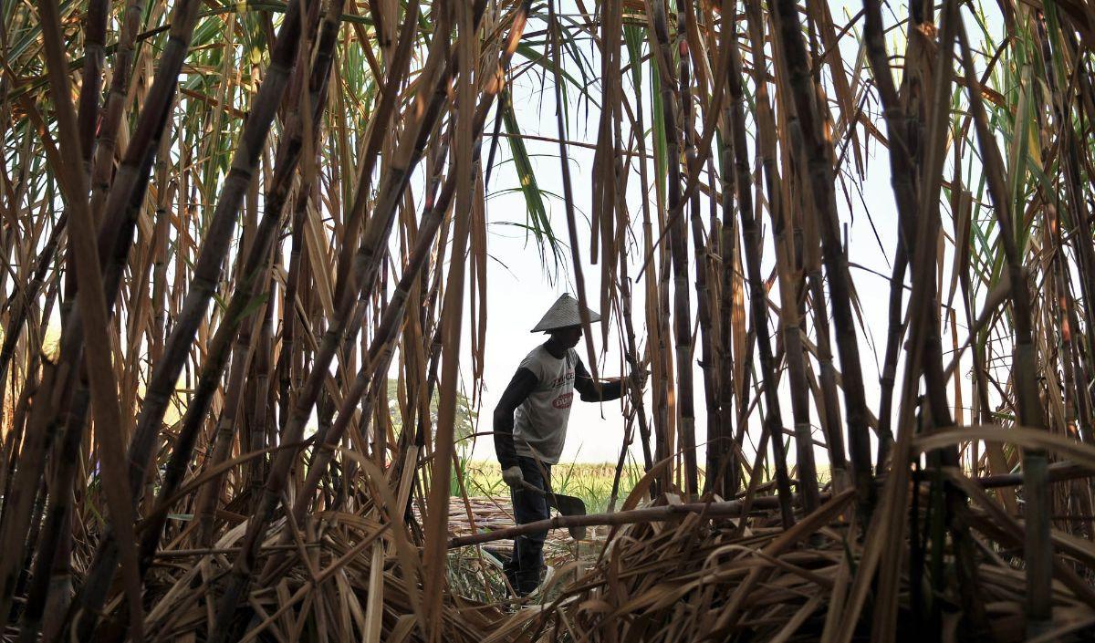 Pengamat ekonomi dari LPEM FEB UI, Teuku Riefky mengungkapkan idealnya HAP gula berada pada angka Rp15.000- Rp16.000 per kg.