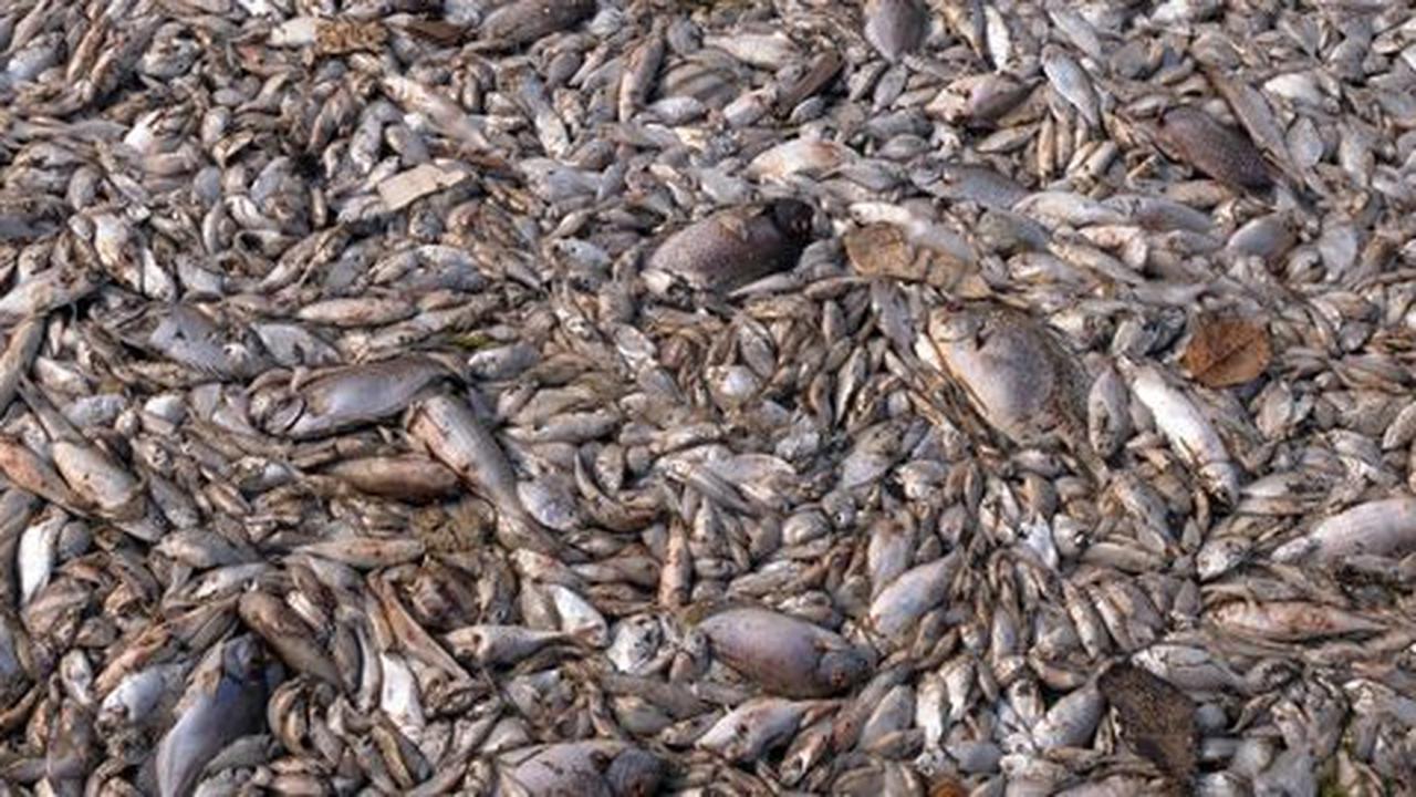 Tak cuma di Ancol, Ahok sebut ikan di kali Epicentrum juga mati