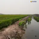 7 Sumur Disiapkan Buat Panen Padi di Wanam Merauke