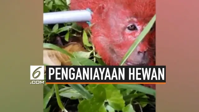 Rekaman seorang petani di Kuala Lumpur menganiaya seekor monyet liar yang kepergok mencuri durian miliknya. Ia mengikat dan menyemprot cat berwarna merah ke tubuh monyet tersebut.