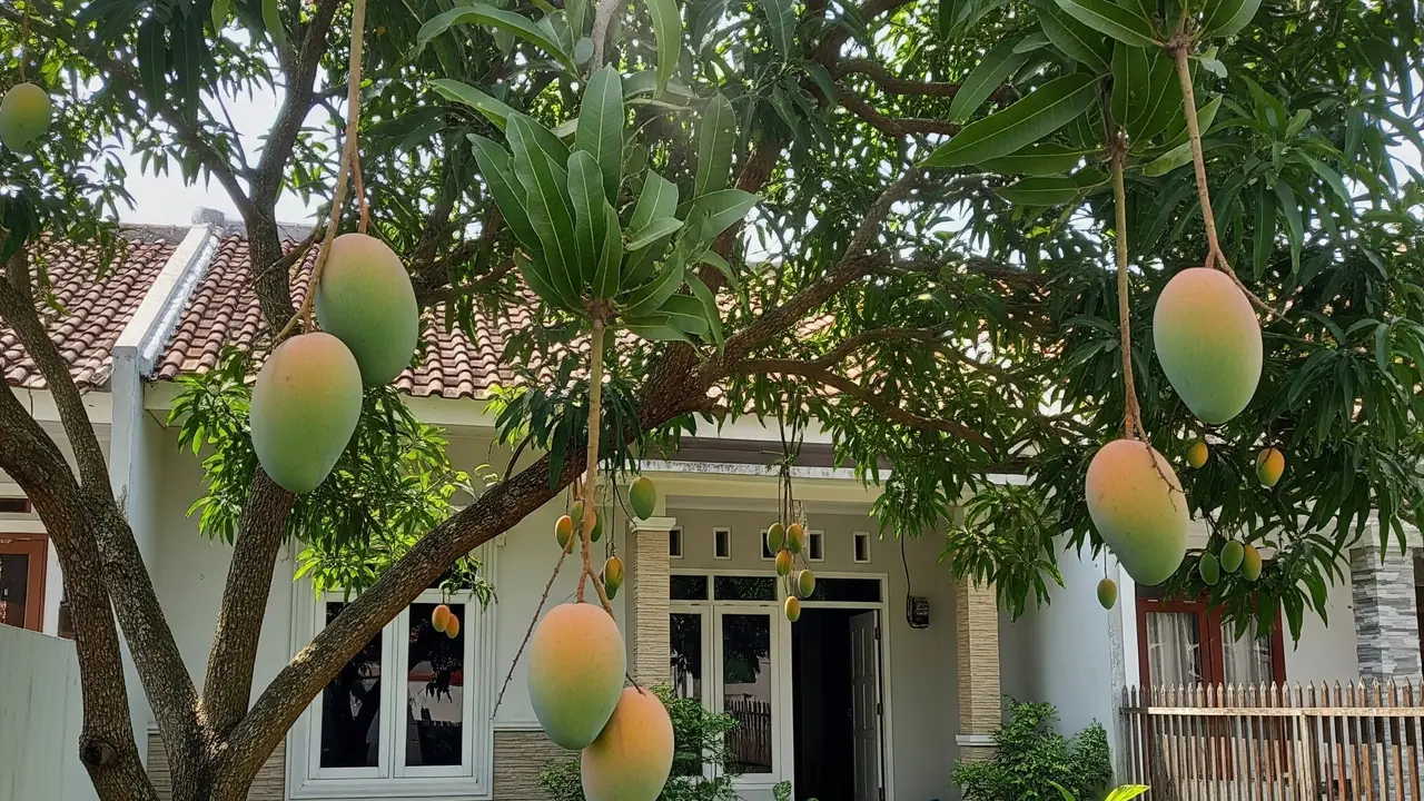 Cara Membuat Pohon Mangga Berbuah di Luar Musim, Panduan Panen Melimpah