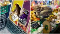 Aksi kucing jaga toko (Sumber: Boredpanda)