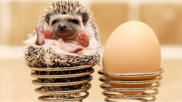 Courtesy jacquesofalltrades.tumblr.com