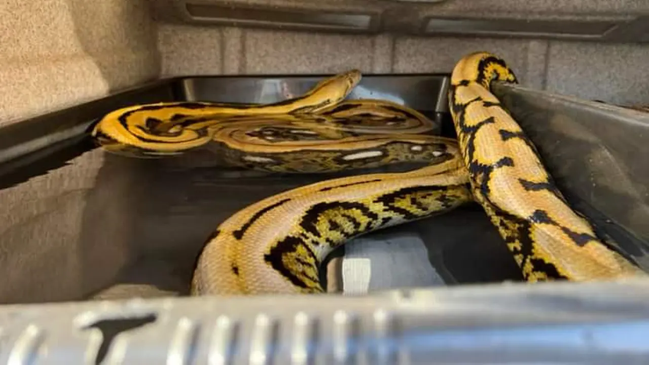 Ular piton  Big Mama