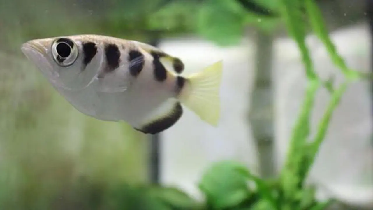 Temuan Terbaru, Ikan Ini Bisa Kenali Wajah Manusia