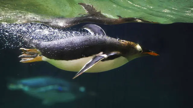 Melihat Penguin Gentoo yang Baru Didatangkan di Belgia