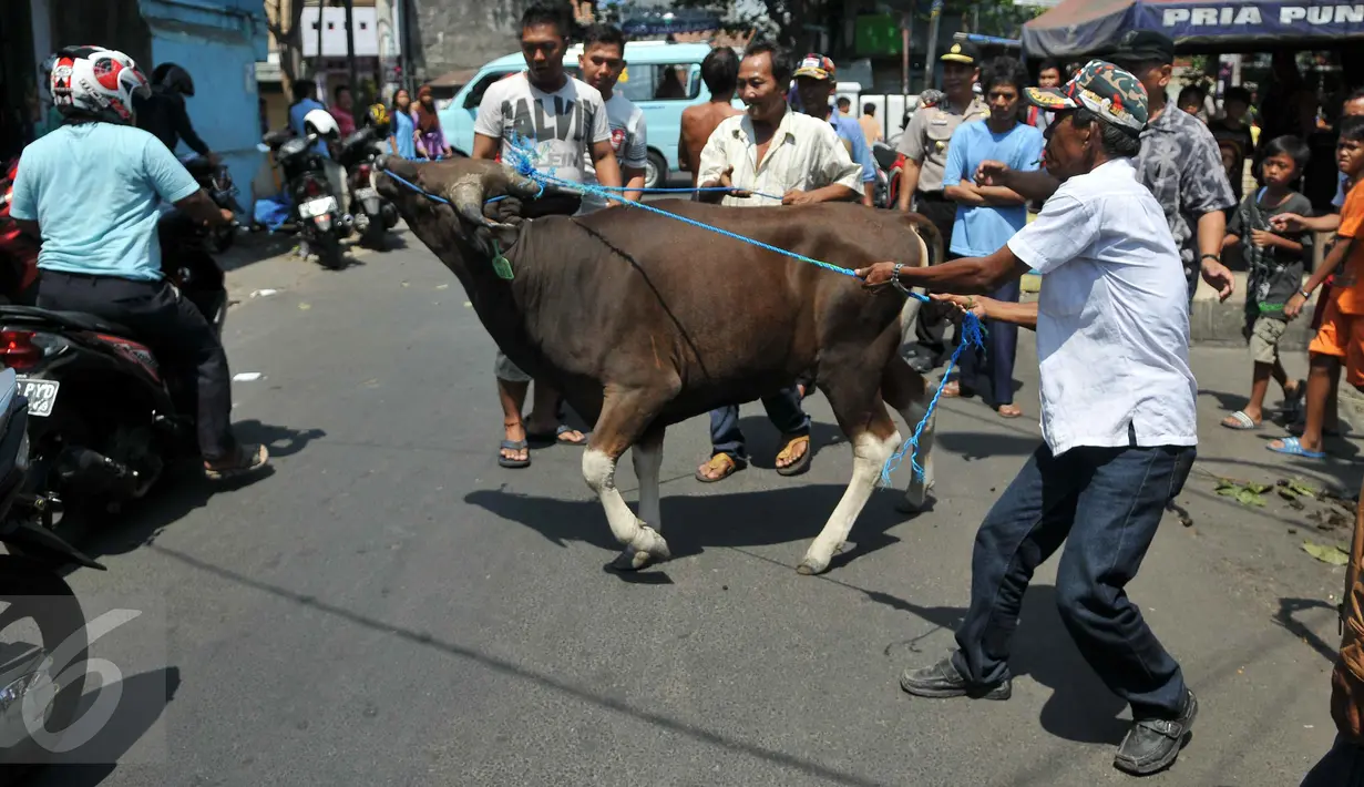 Warga membawa sapi kurban pemberian Polda Metro Jaya, Jakarta, Rabu (23/9/2015). Sapi kurban tersebut untuk warga Kampung Rawa dan warga Tanah Tinggi 12 (Liputan6.com/Gempur M Surya)