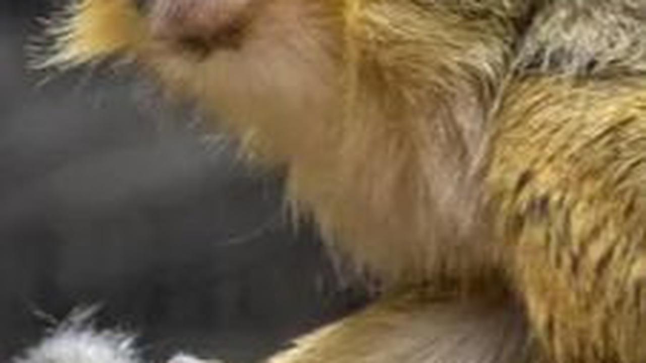 10. Monyet Talapoin<br>