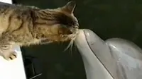 Lumba-lumba ini mencium kucing seperti tak ingin dipisah.