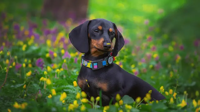 Dachshund