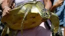 <p>Berdasarkan red list dari Lembaga Internasional Konservasi Alam atau International Union for Conservation of Nature (IUCN), keenam jenis penyu tersebut termasuk ke dalam kategori rentan hingga sangat terancam. (SONNY TUMBELAKA/AFP)</p>