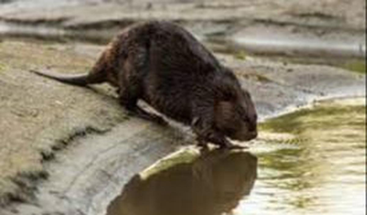 Berang-berang Amerika Utara (Castor canadensis)&nbsp;