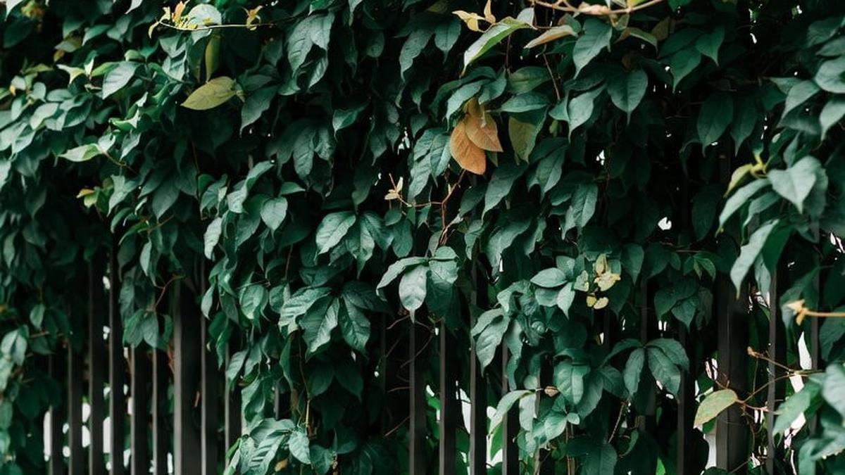 10 Tanaman Rambat Daun Tebal yang Tidak Mudah Gugur, Cocok untuk Hijaukan Rumah