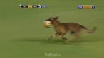 Seekor anjing menghentikan sementara laga antara Blooming Vs Nacional Potosi. This video is presented by Ballball.
