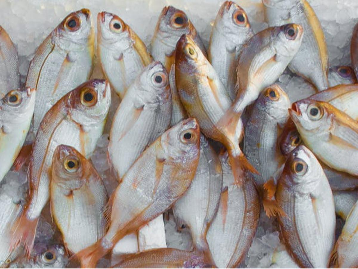 Bolehkah Vegetarian Makan Ikan atau Seafood?