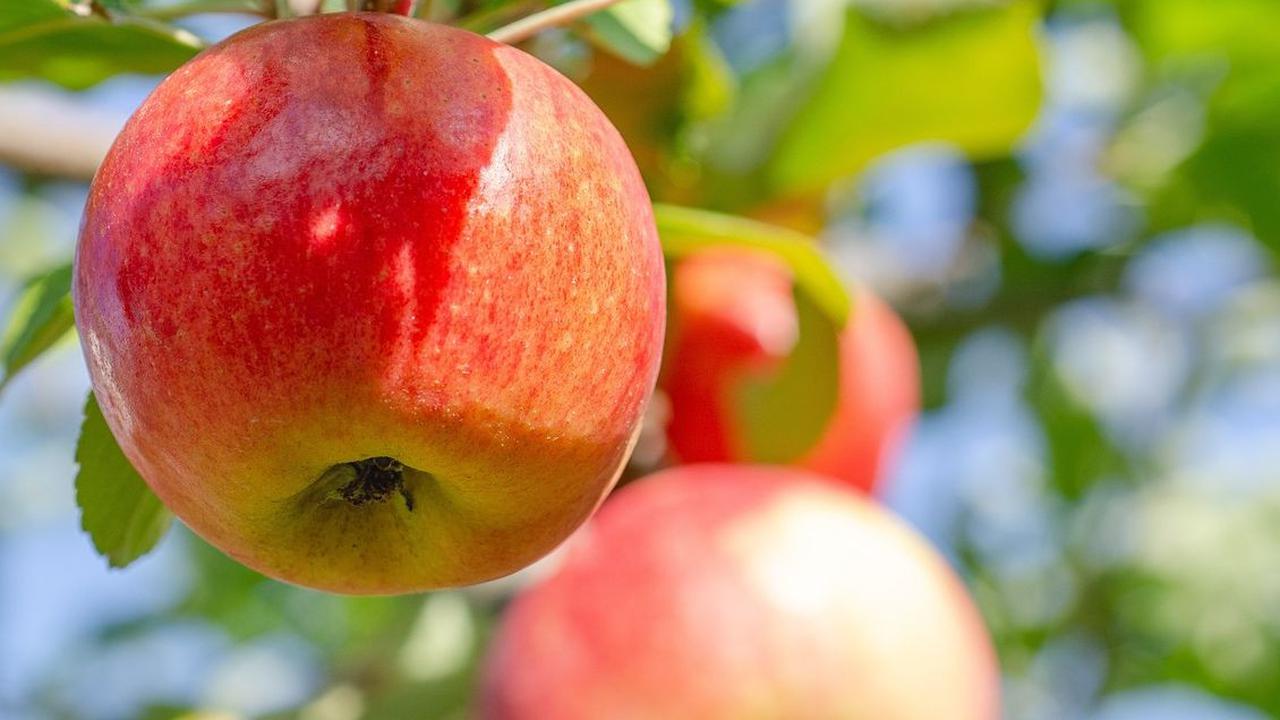 Buah untuk Mengatasi Panas Demam