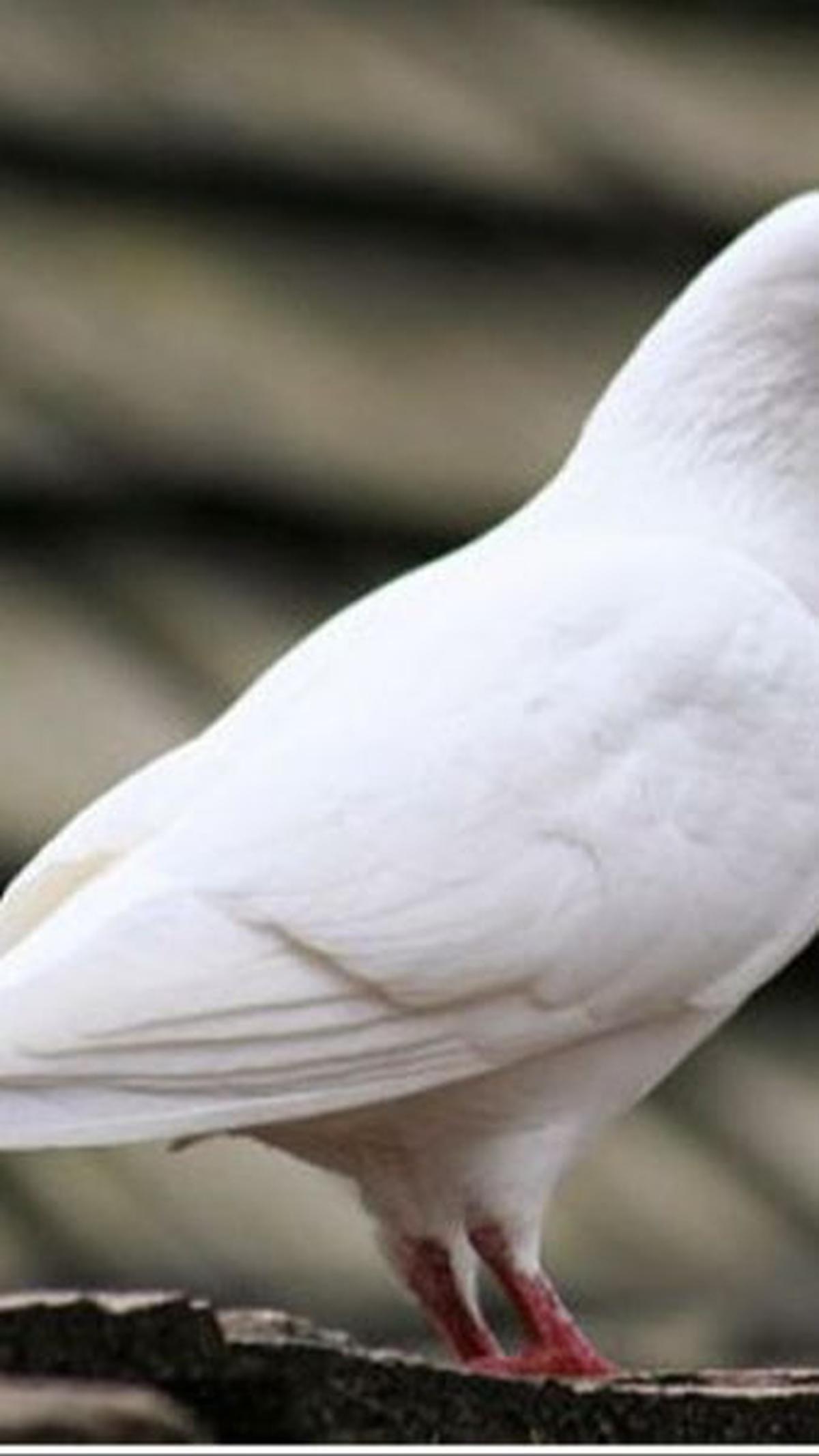 9. Merpati