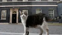 Larry, Kucing Nomor Satu di Inggris 15 Tahun Menghuni 10 Downing Street
