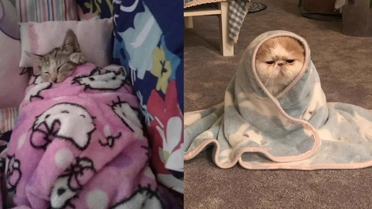 6 Potret Kucing Pakai Selimut Ini Bikin Gemas, Makin Lucu