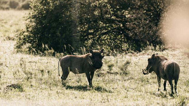 Ilustrasi babi hutan, celeng